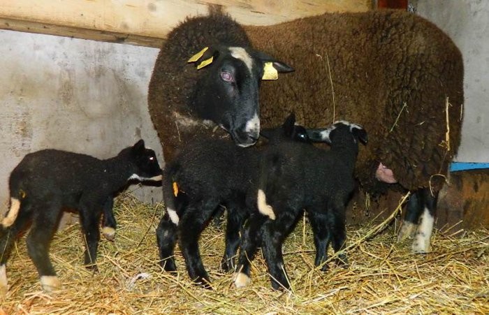 Rasse der Zwartbles-Schafe