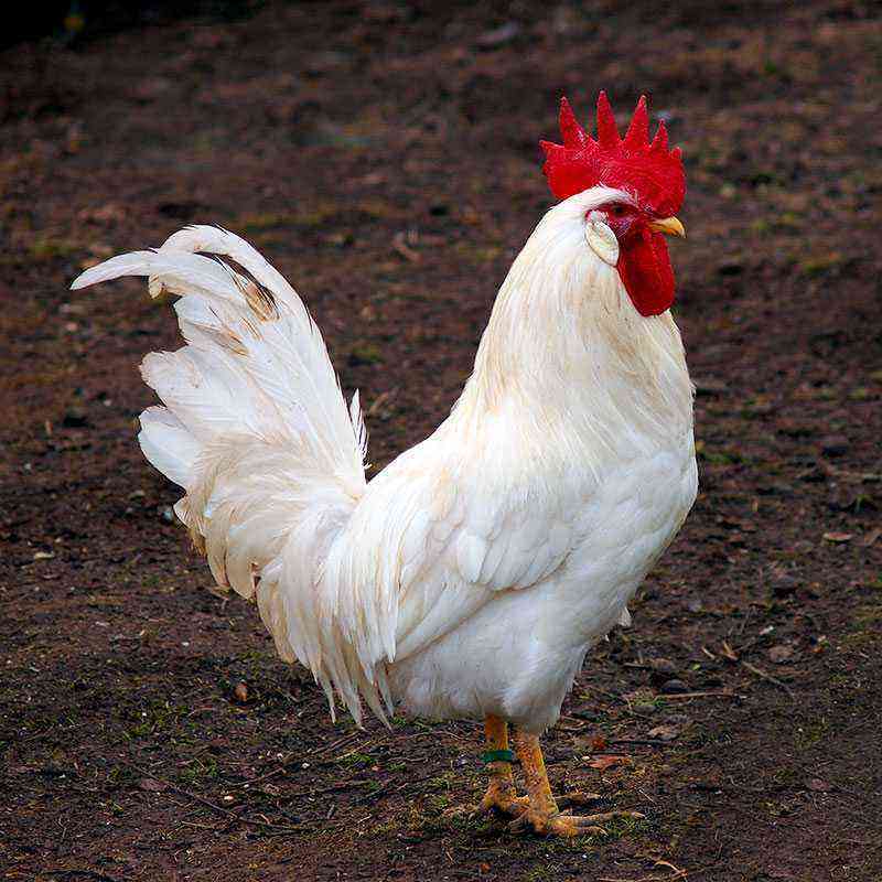 Rasse von Hühnern mit rotem Weißschwanz