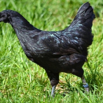 Rassen schwarzer Hühner