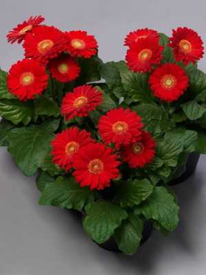 Rote Zimmerblumen und Fotos von Zimmerpflanzen mit roten Blüten