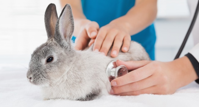Roter Urin bei einem Kaninchen: Ist das gefährlich?