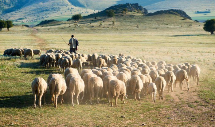 Schafhaltung und -zucht