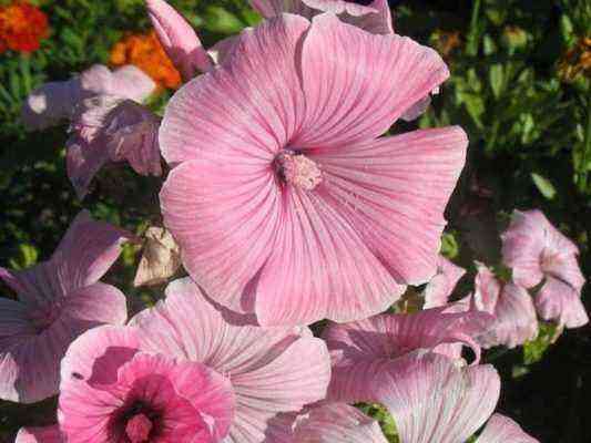 Schöne Lavatera: Wann sollte man Samen pflanzen, um im Sommer Blumenbeete zu genießen?