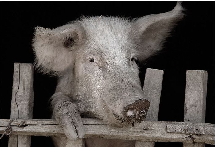 Schweinegrippe-Erkrankung bei Schweinen