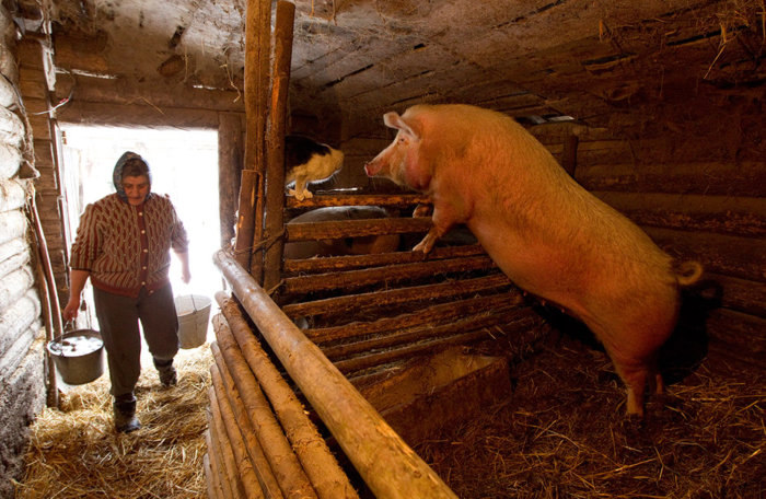 Schweinehaltung mit kanadischer Technologie