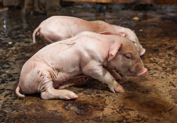 Schweinekrankheiten und ihre Behandlung