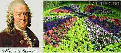 So bauen Sie eine „Blumenuhr“ auf Ihrer Website: ungewöhnliches Dekor von Karl Linnaeus