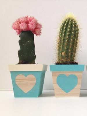 So wählen Sie einen Kaktus für Ihr Zuhause aus