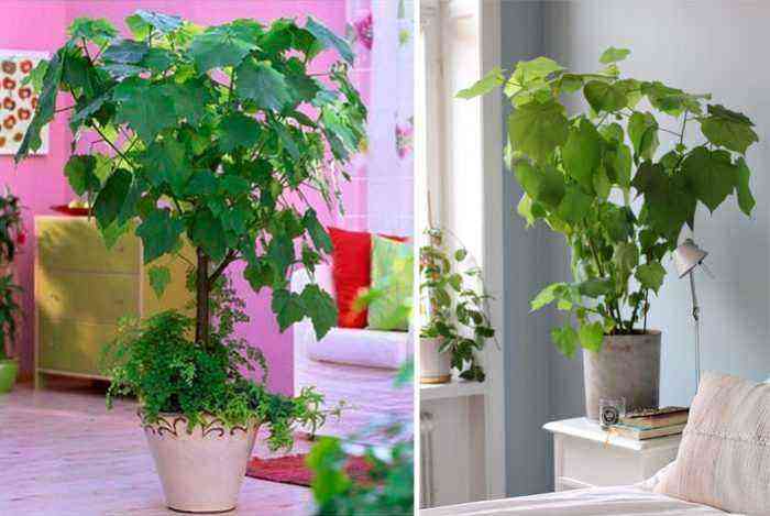 Sparmania (Klebepflanze für den Innenbereich) kümmert sich darum, wie man sie zu Hause anbaut