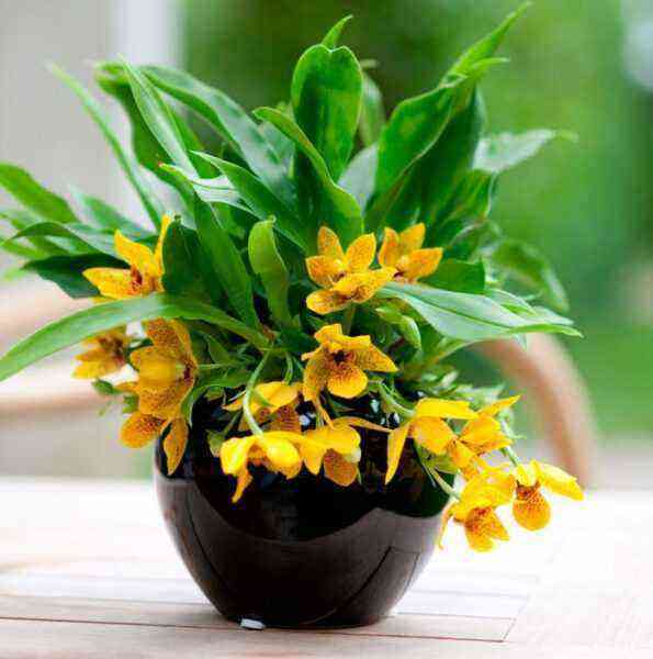 Tauschen Sie Orchideenpflege aus, wie Sie zu Hause wachsen können