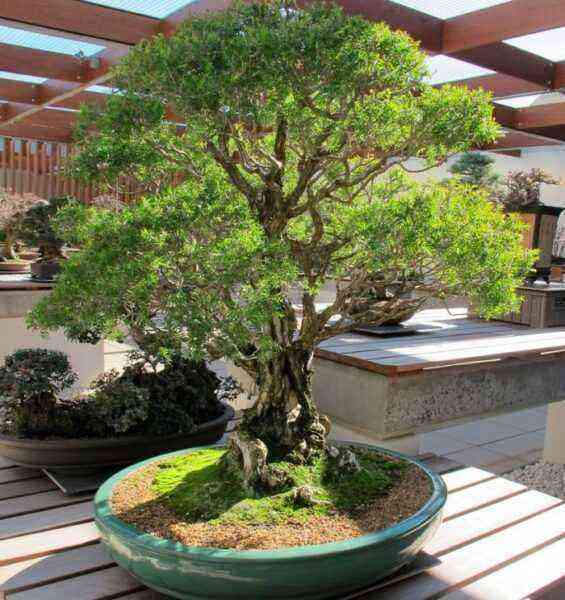 Teebaum (Melaleuca) kümmert sich darum, wie man zu Hause wächst