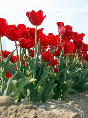 Tulpen: Anbau und Pflege im Freiland und im Gewächshaus