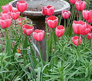 Tulpen: Beschreibung von Blumen und ihrer Kultivierung