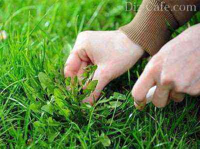 Unkrautbekämpfung auf Ihrem Rasen oder wie Sie Ihren Rasen richtig pflegen