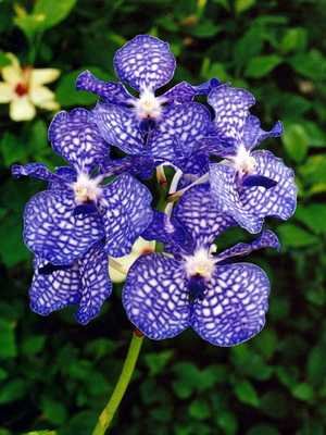 Wachsende und pflegende Blumen Wanda-Orchidee