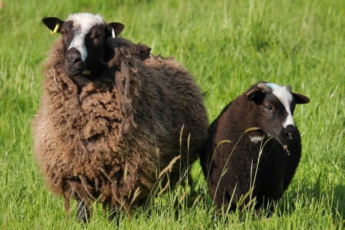 Walisische Schafe
