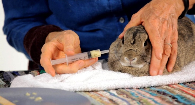 Was führt zum Tod erwachsener Kaninchen und junger Kaninchen?