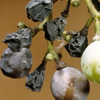 Was ist Traubenfäule und wie geht man damit um?