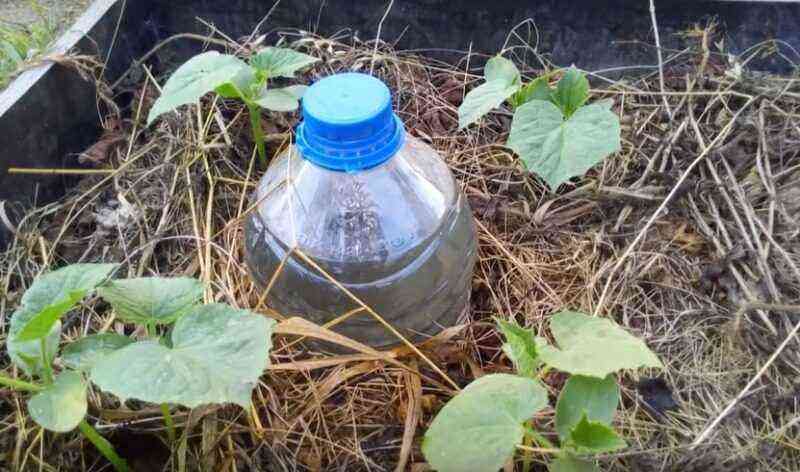 Wie baue ich aus einer normalen Plastikflasche ein Tropfbewässerungssystem?