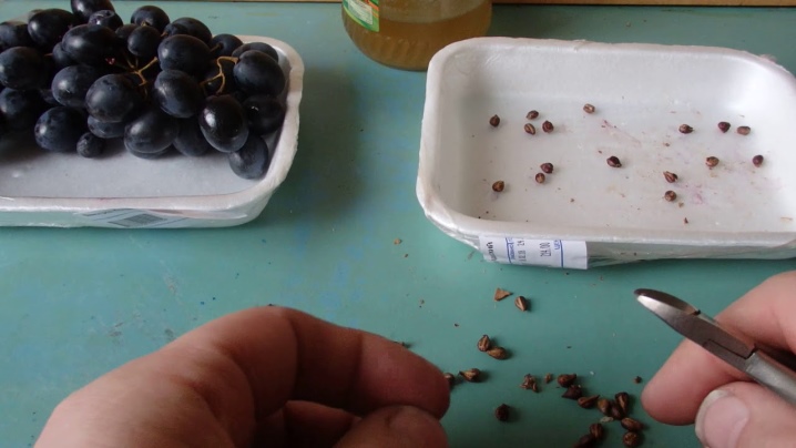 Wie baut man Weintrauben aus Samen an?