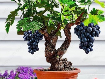 Wie baut man zu Hause Weintrauben an?