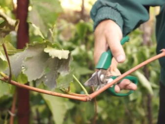 Wie können Weintrauben vermehrt werden?