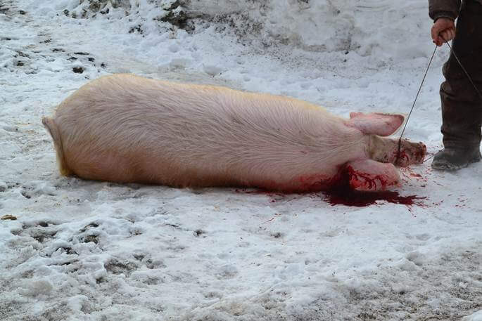 Wie schlachtet man ein Schwein?