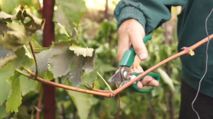 Wie vermehrt man Weintrauben durch Stecklinge?