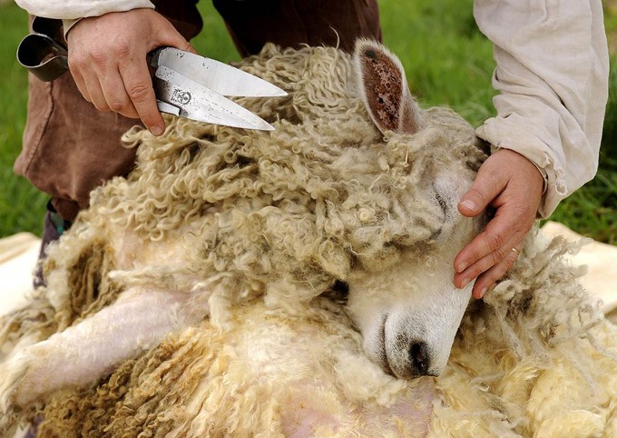 Wie werden Schafe geschoren?
