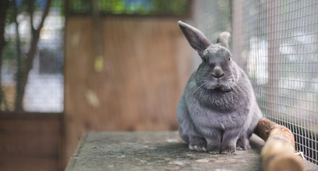 Wovon und wie werden Kaninchen geimpft?