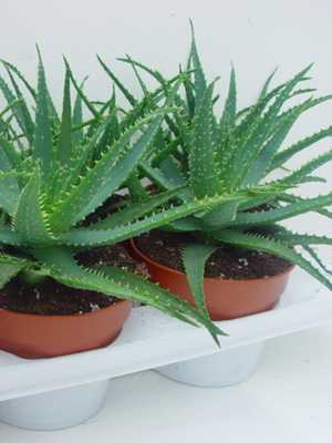 Zimmerpflanzen-Aloe: Pflege und medizinische Eigenschaften