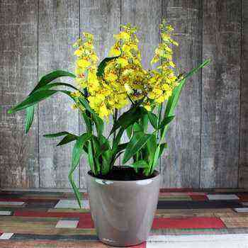 Orchidee Oncidium: Die besten Arten, Tipps zum Inhalt