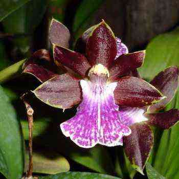 Zygopetalum-Orchidee: Hauptarten, häusliche Pflege