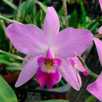 Lelia-Orchidee und ihre Hauptarten