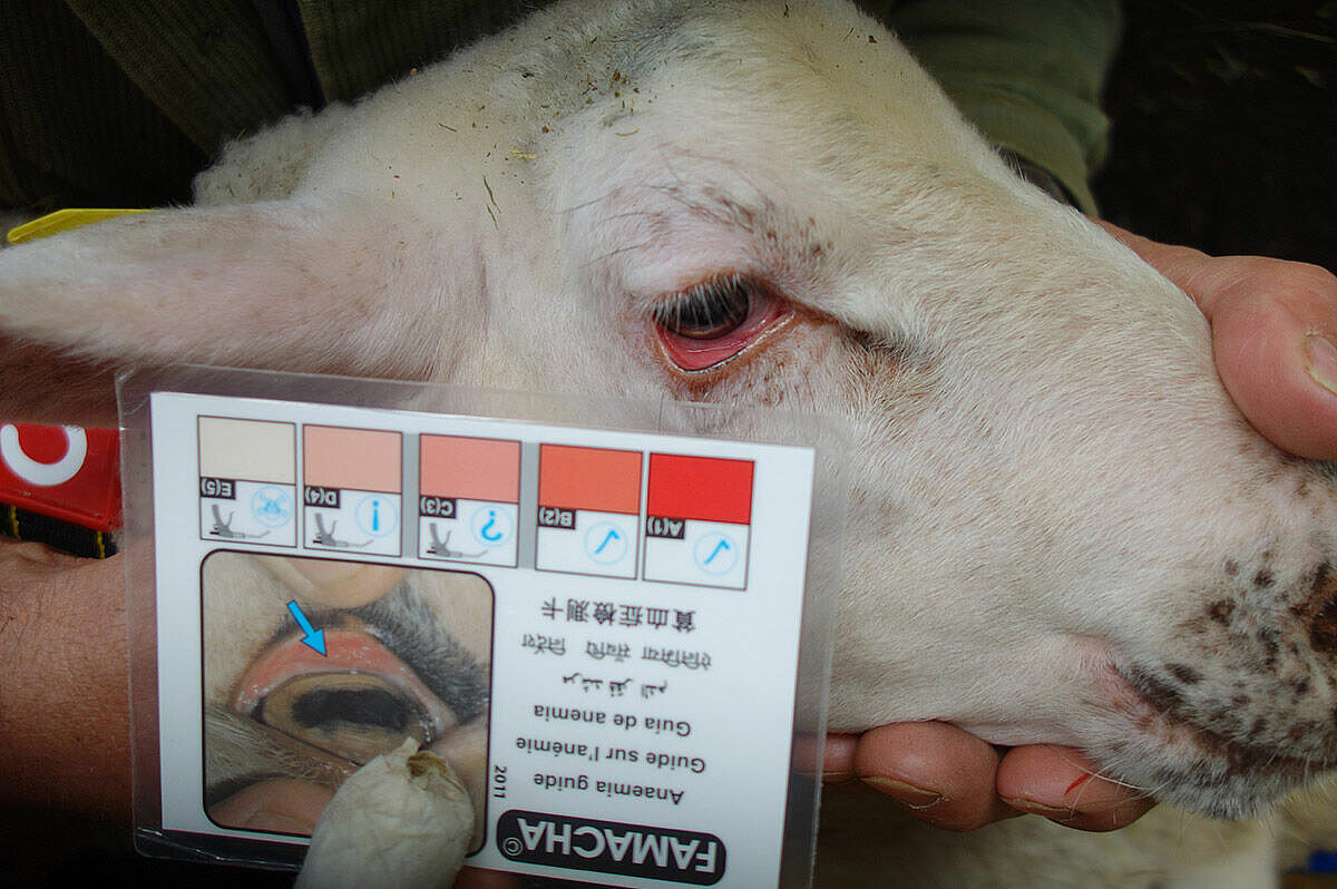 Behandlung von Würmern bei Schafen: Medikamente, Erkennung, Behandlung