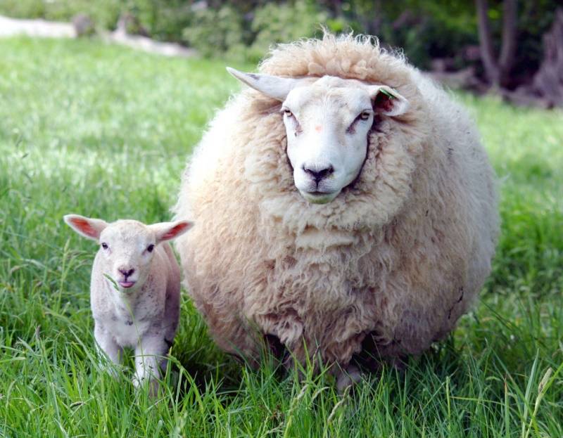 Durchschnittsgewicht eines Schafes: Wie viel wiegt ein lebender erwachsener Lamm?