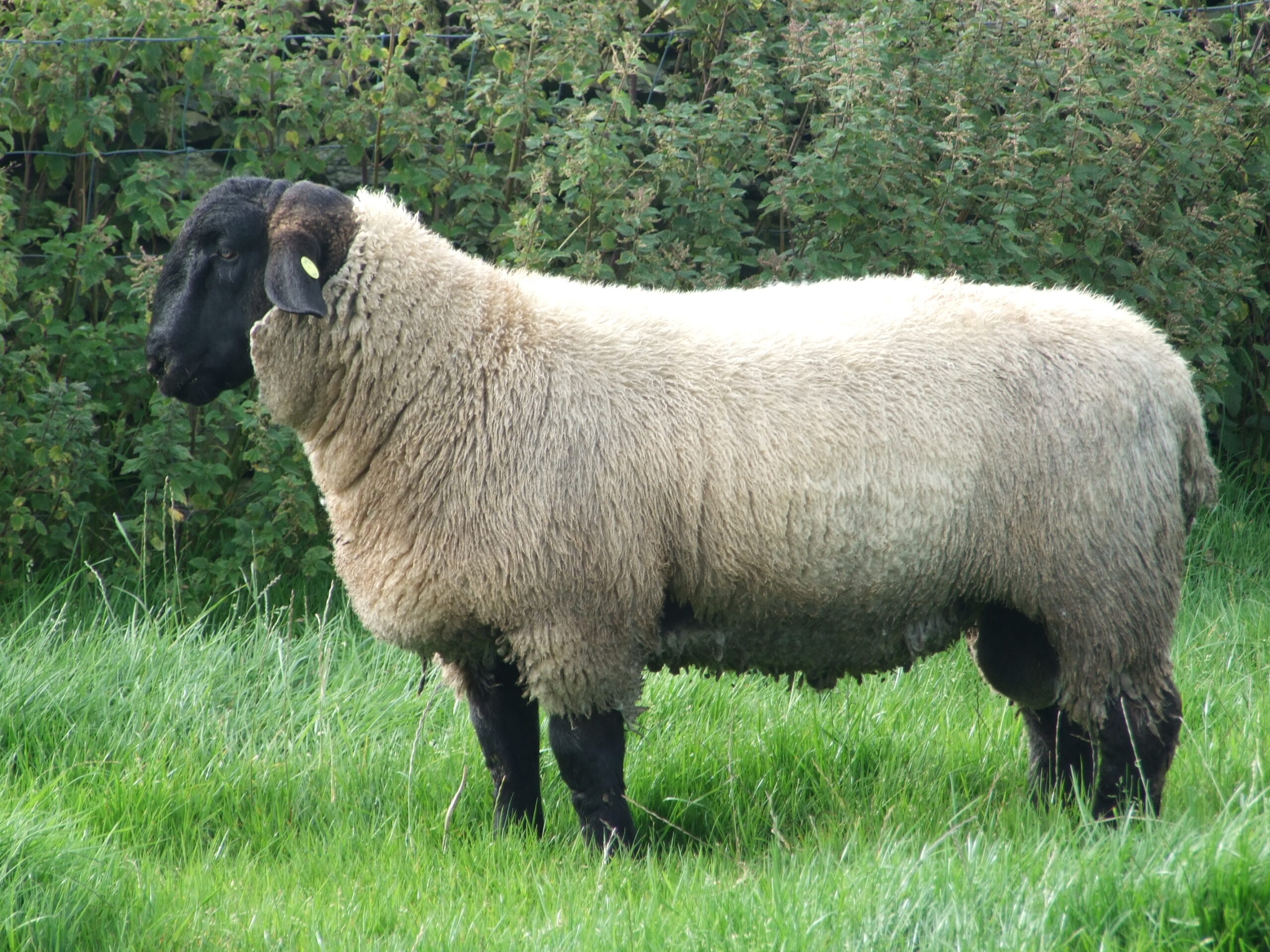 Englische Schafrasse Suffolk: Aussehen, Beschreibung der Schafe und Widder der Rasse