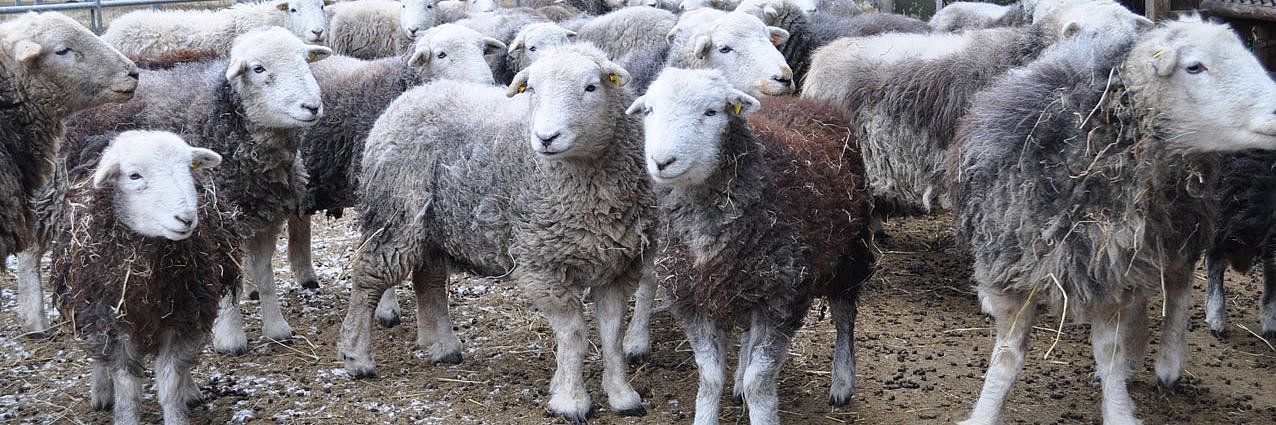 Impfregeln für Schafe: Alter der Schafe, Impfreihenfolge