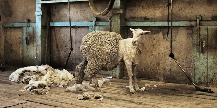 Merkmale der manuellen Schafschur: Allgemeine Regeln für die Auswahl einer Schere
