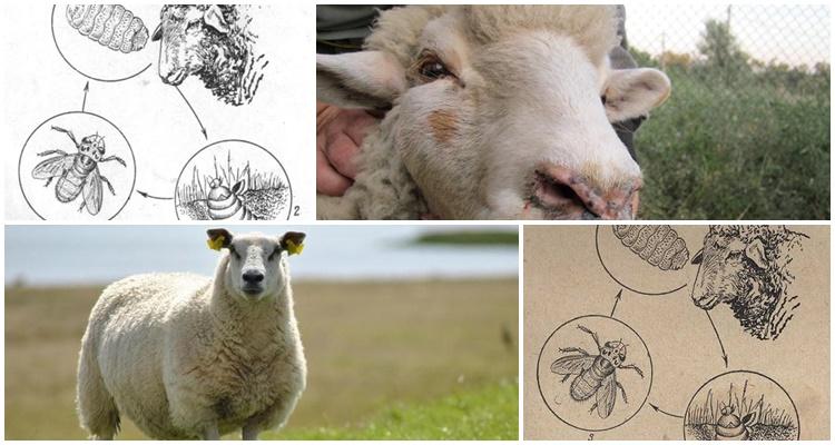 Östrose bei Schafen – Schafsbremse: Diagnose, Krankheitssymptome