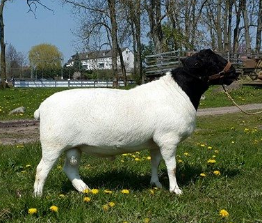Schafe der Dorper-Rasse: Merkmale der Rasse, Beschreibung