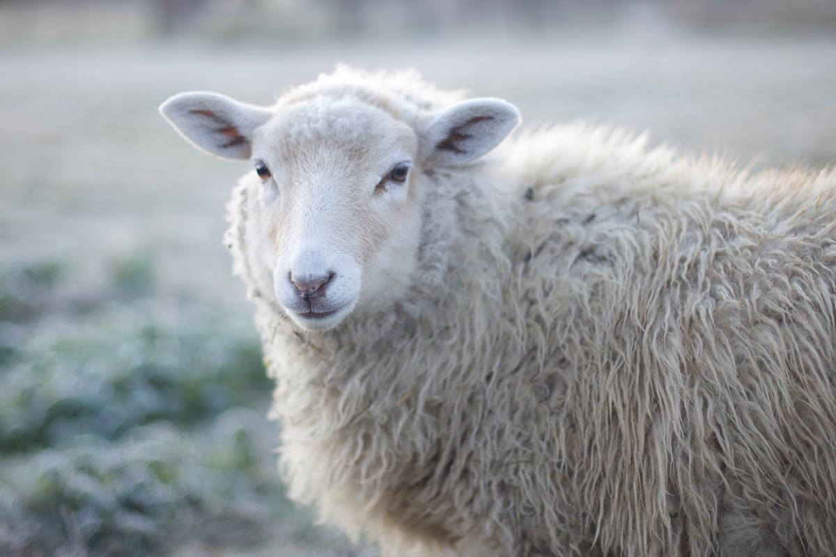Schafe züchten, ohne zu Hause laufen zu müssen