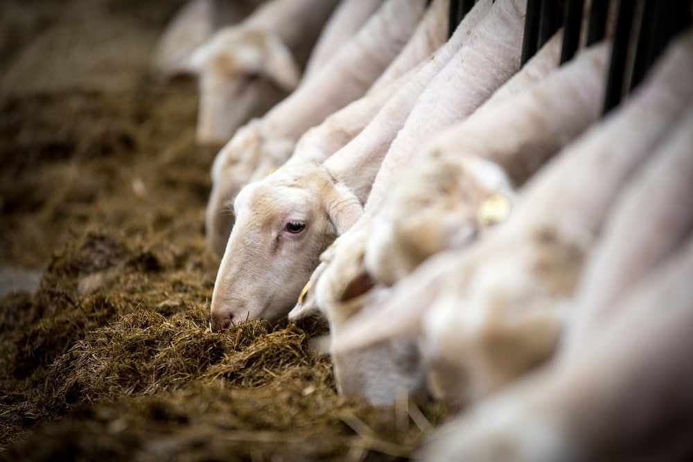 So füttert man Schafe richtig: im Winter Zuchtböcke, nach dem Ablammen Jungtiere, Futternormen