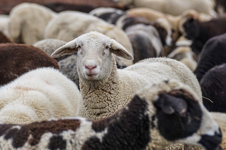 So schützen Sie Schafe und kleine Lämmer vor Zecken