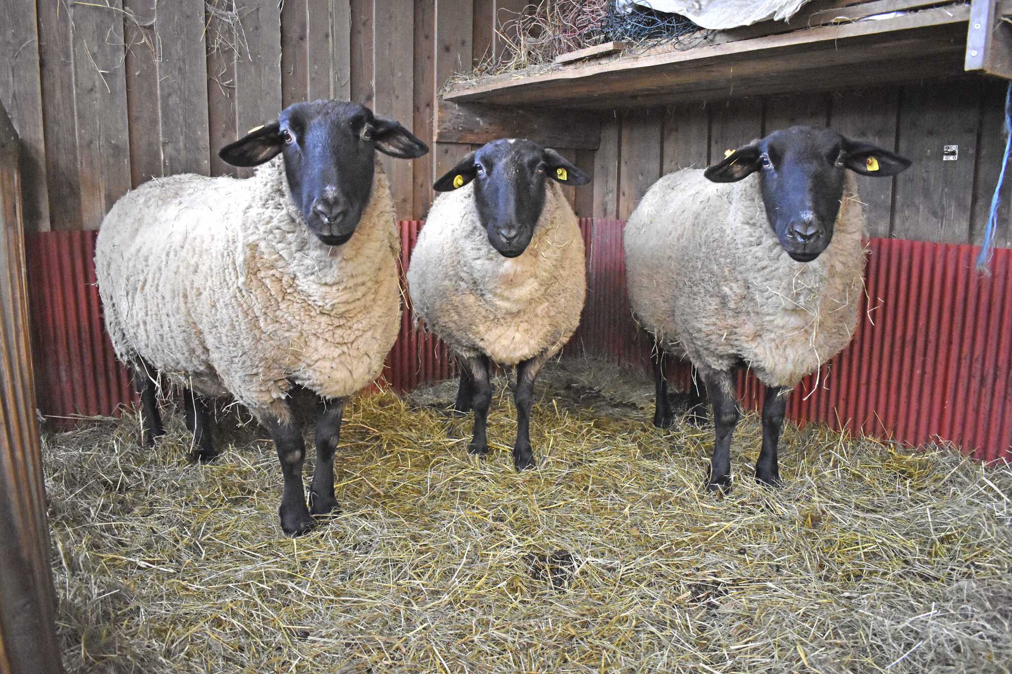 Trächtige (trächtige) Schafe: Wie viele Lämmer kann ein Lamm haben, wie häufig ist die Trächtigkeit
