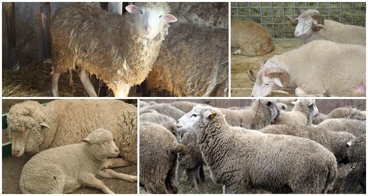 Tsigai-Schafe: Beschreibung und Merkmale der Rasse