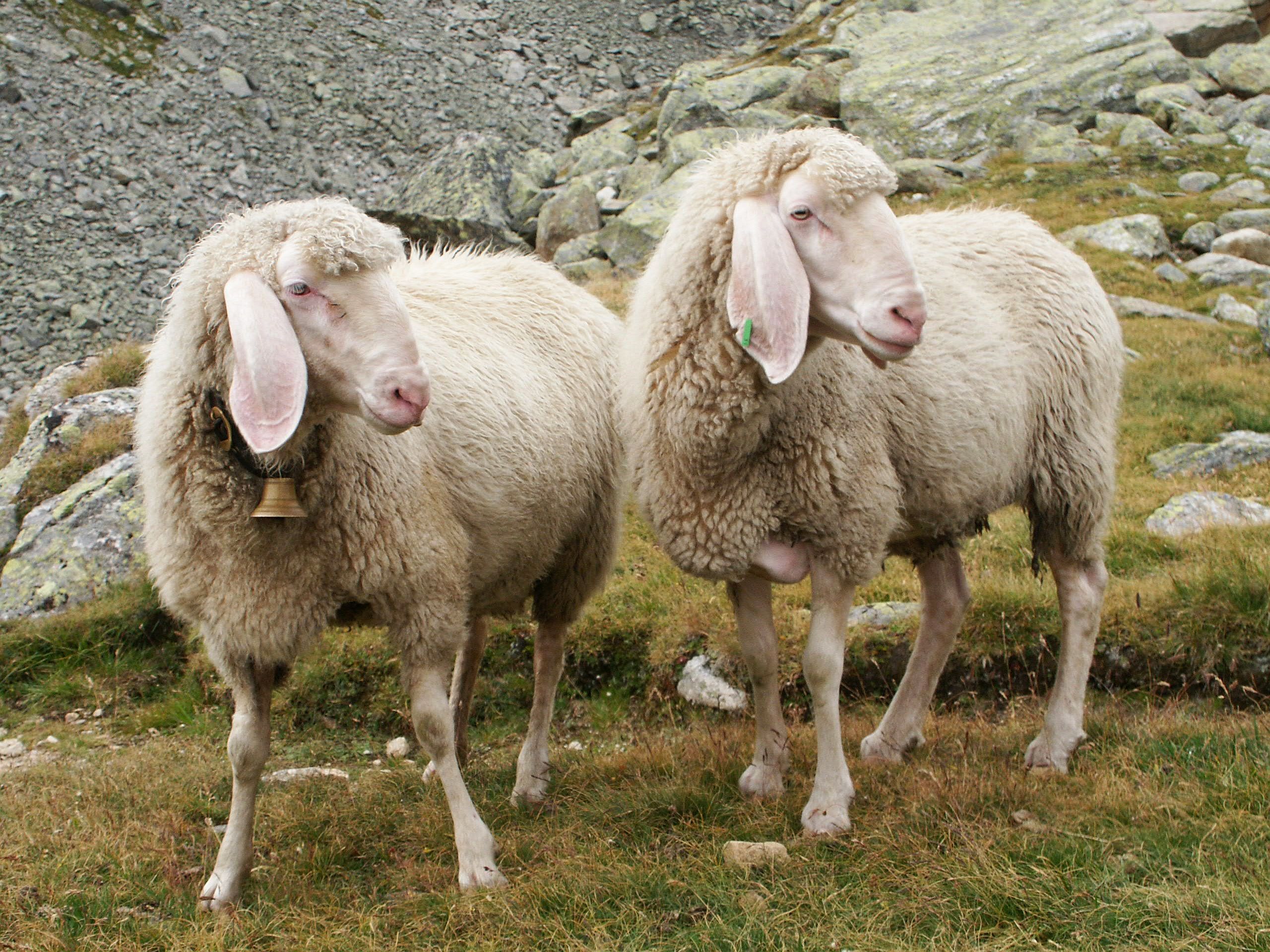 Warum Schafe, Widder und Lämmer nicht auf den Hinterbeinen stehen können