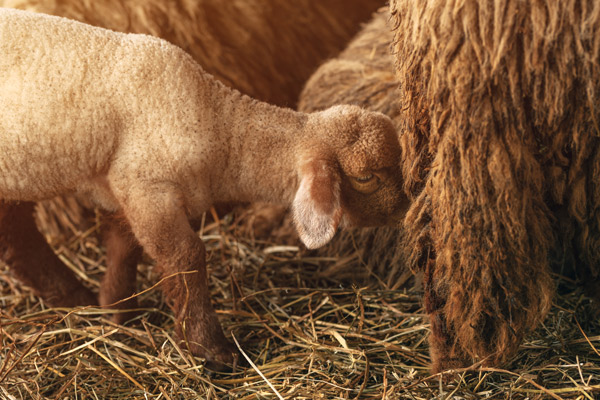 Welche Schafe können gemolken werden, warum nicht alle Schafe gemolken werden, Schafsmilchprodukte