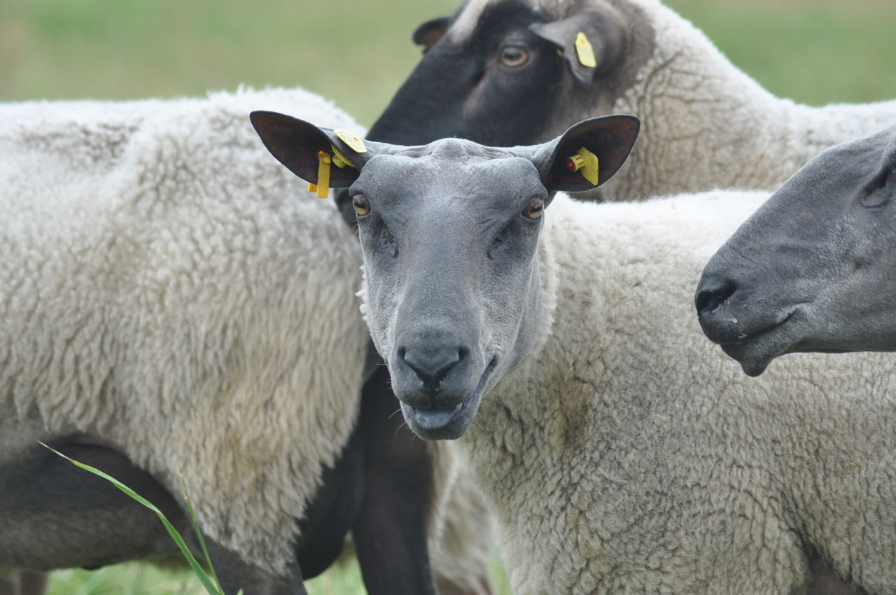 Wie man Bradzot bei Schafen erkennt und behandelt: Tierseuche, Impfung