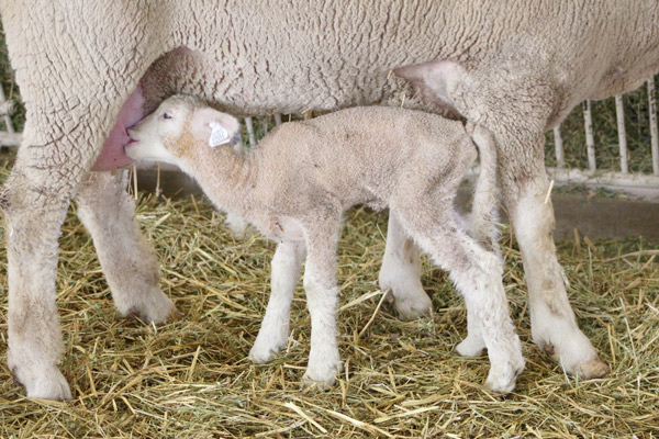 Wie man Schafe richtig züchtet: Pubertät und Zyklus bei Schafen, Paarung, wie man herausfindet, wann ein Schaf läufig ist
